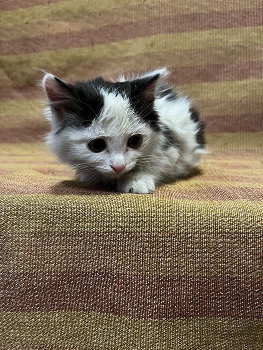 Отдам в добрые руки