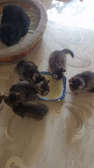 Отдам котят в добрые руки.