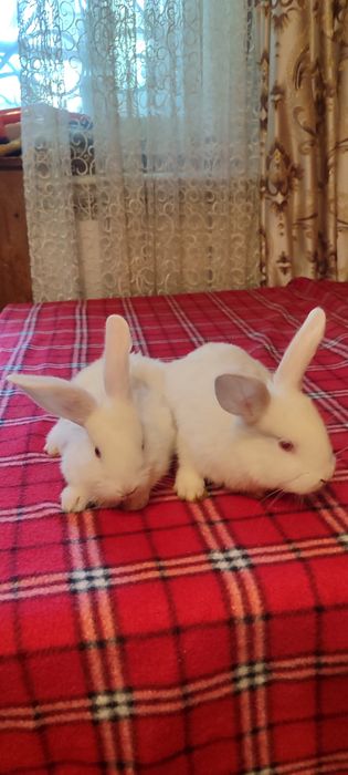 Кролики мелкие симпатичные
