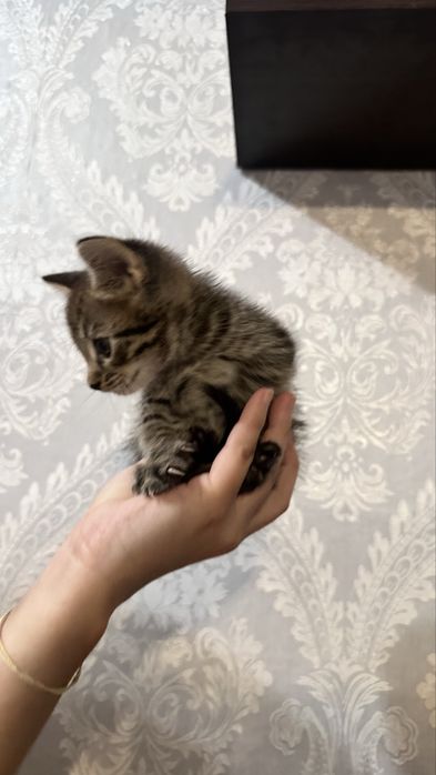 Отдадим в хорошие руки