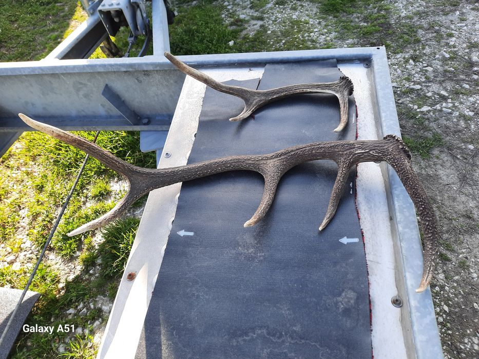 Рога от елен 2 броя