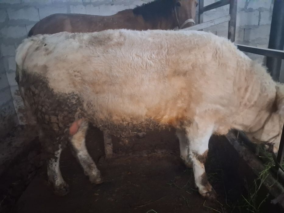 Продаётся бык хороший породы