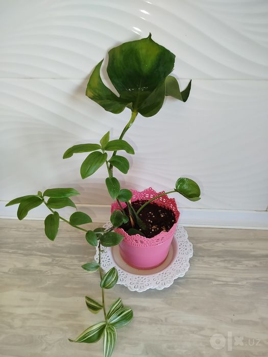 Monstera Delitsioza detkasi
