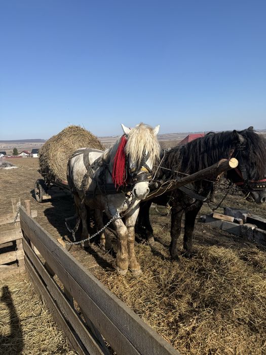 Vand cal , la alegere .