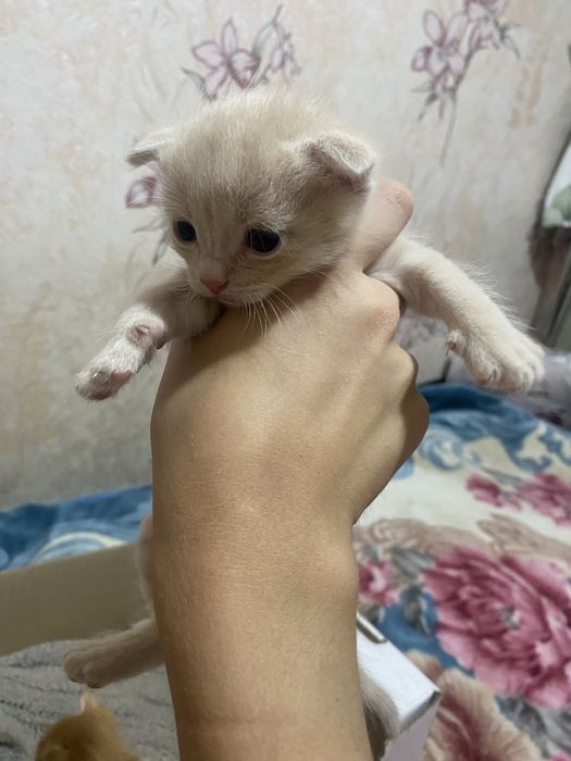Отдам котят даром