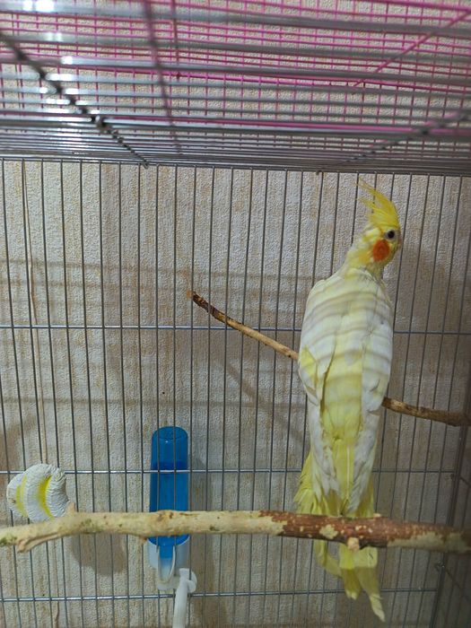 Папугай карелла готовая пара