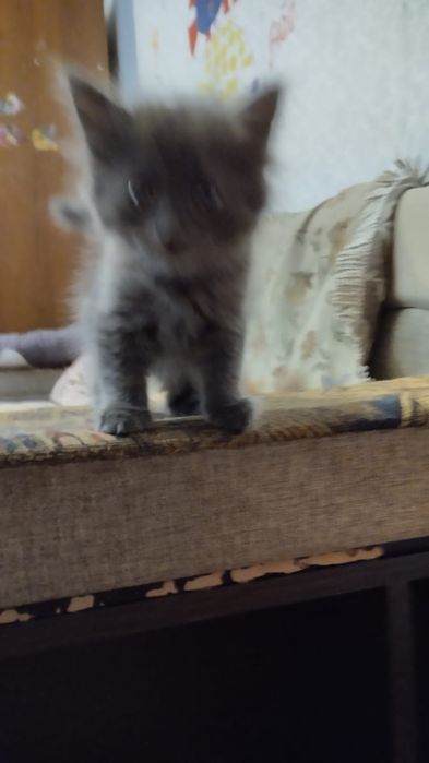 Мы ищем дом для котят
