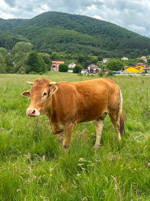 Продавам крава Лимузина