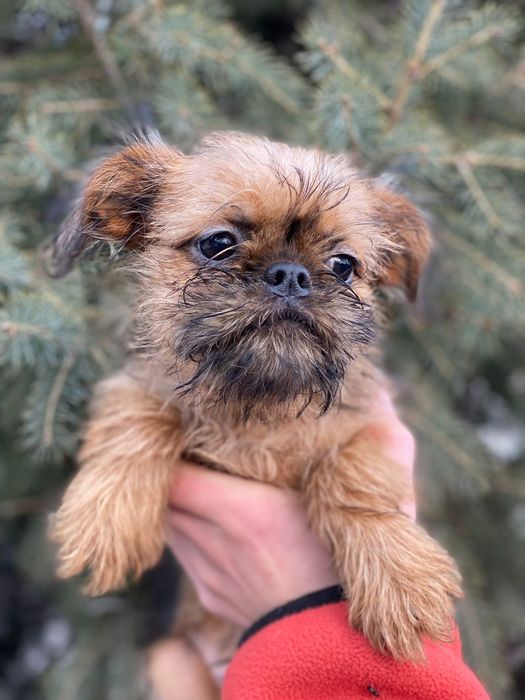 Срочно продам щенка Брюссельский грифон