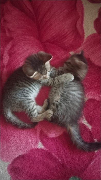 Отдам котят в добрые руки