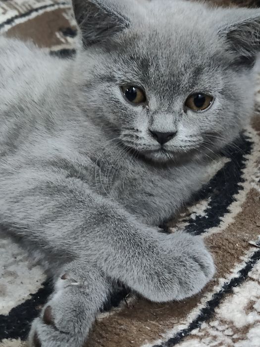 котята скоттиш страйт