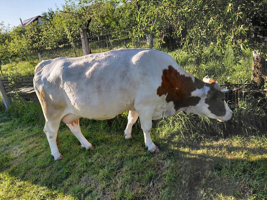 Vaca baltă românească