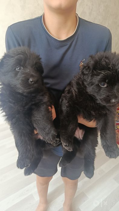 Продаются щенки Немецкой овчарки