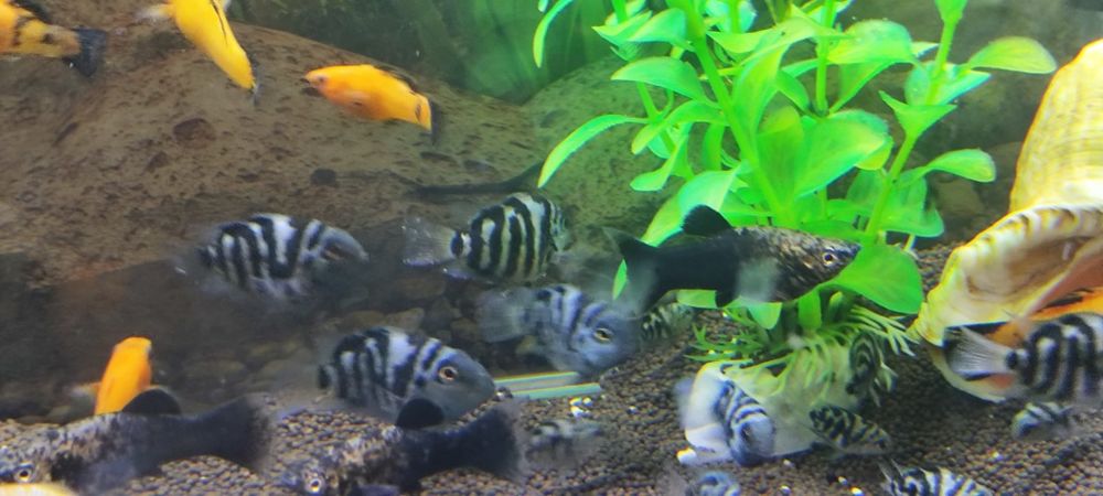 Попугайчики сапфировые