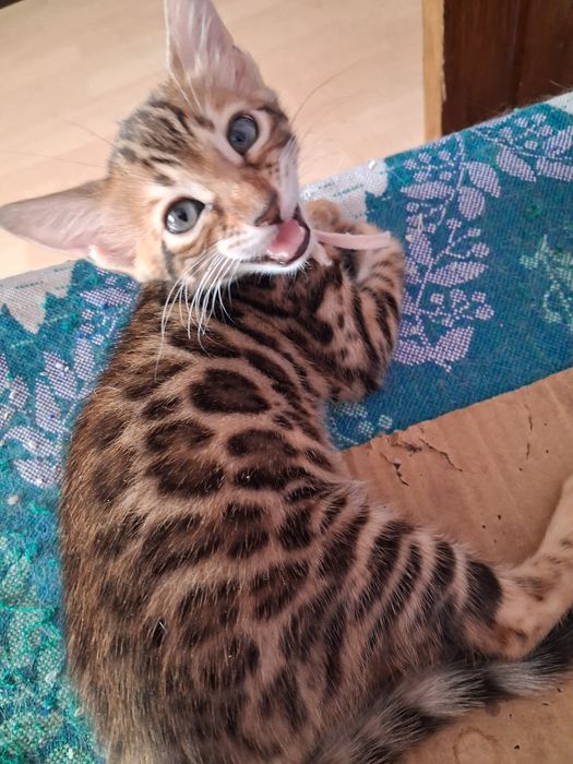 Продам бенгальских котят.