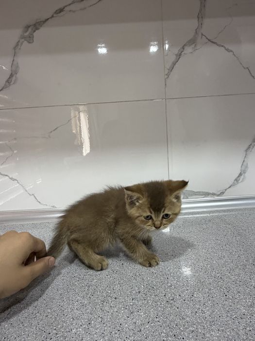 Zolataya shinshila toza nasl zot bollari