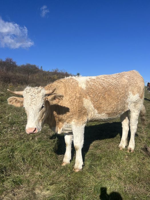 vand juninci la prima fatare