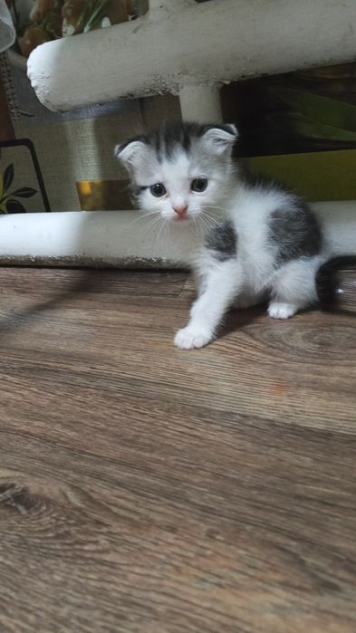 Отдам в добрые руки котят