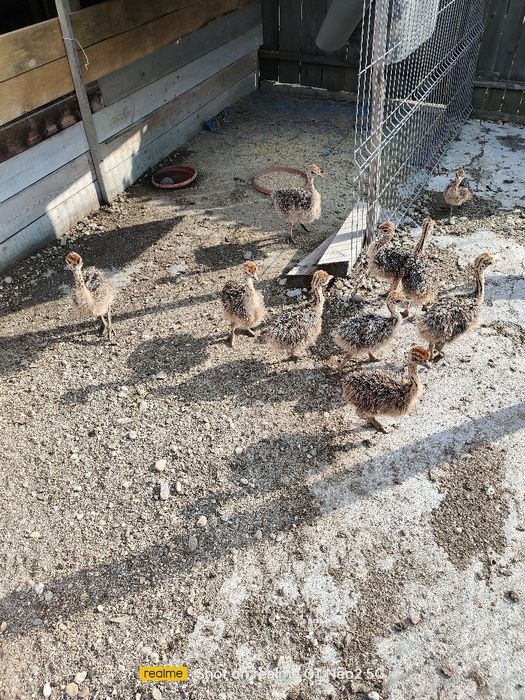 Pui de struti 110 euro