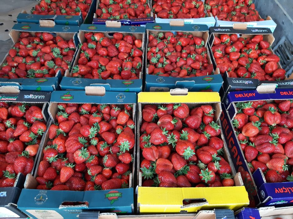 Stoloni Capsuni Remontante ALBION și soiuri anuale