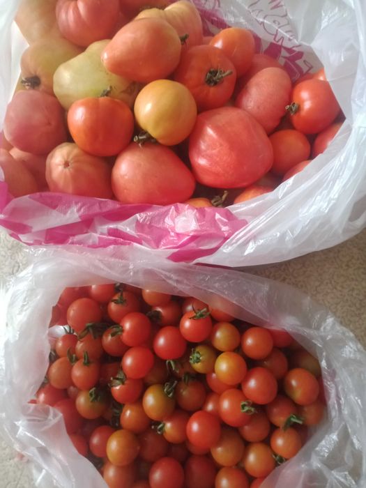 Продам помидоры домашние