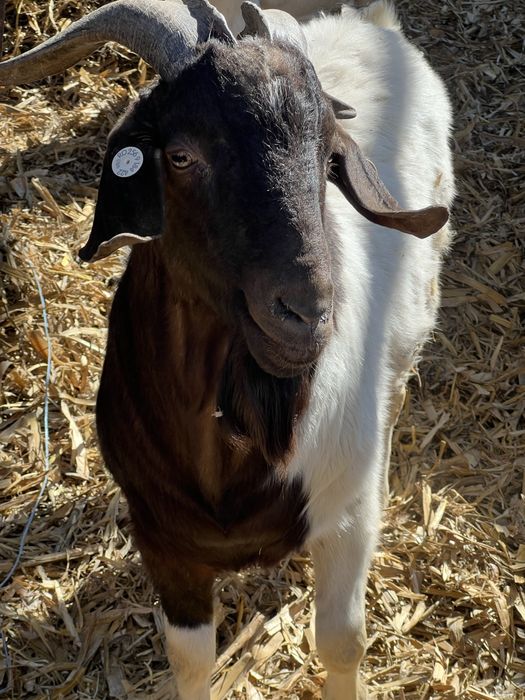 Disponibile capre si iezi din rasa boer !