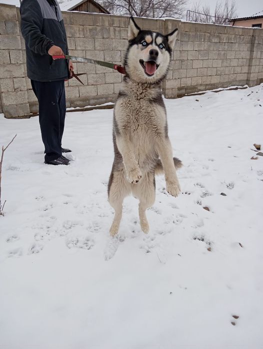 Продам хаски обмен