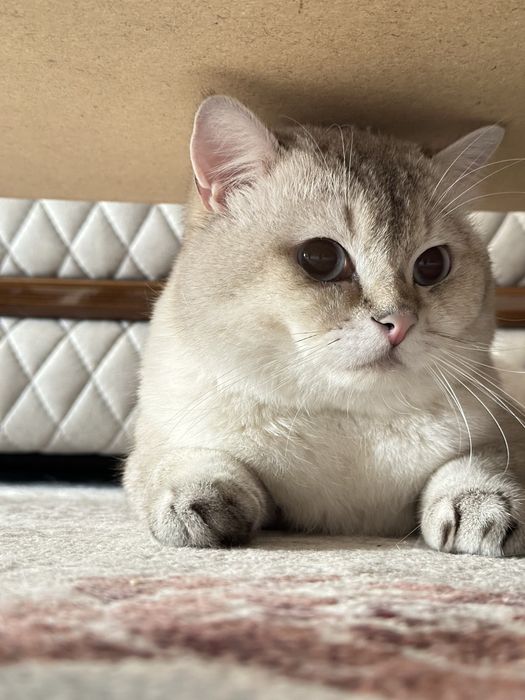 Британский шиншилла кот, здоровый и ухоженный