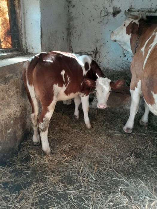 Vănd junică balțată 4 luni