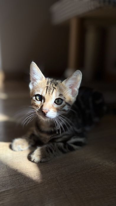 Бенгальские  котята