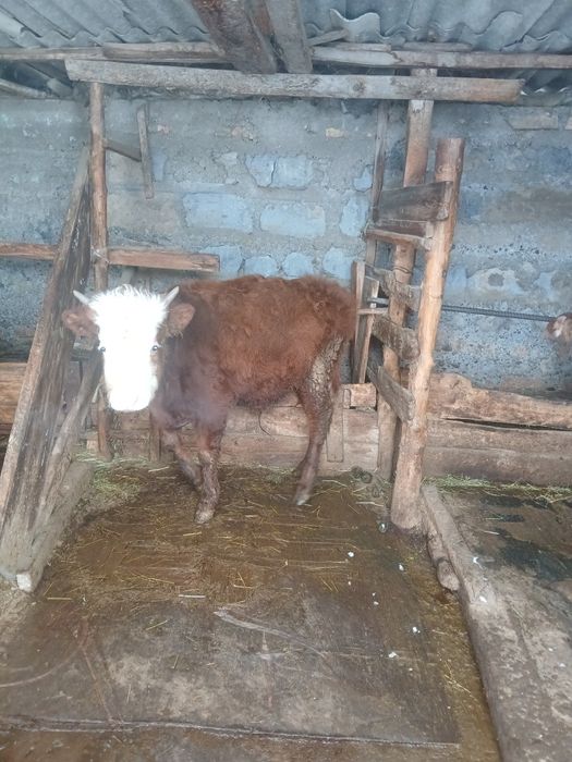 Продам 3 бычка на откорме