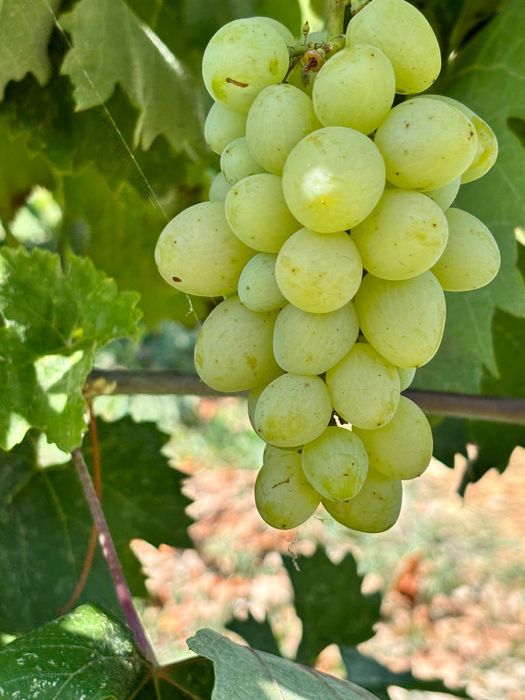 Фрукты овощи ягоды Атырау