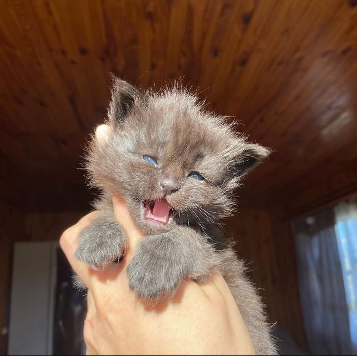 Котята Мейн-куны