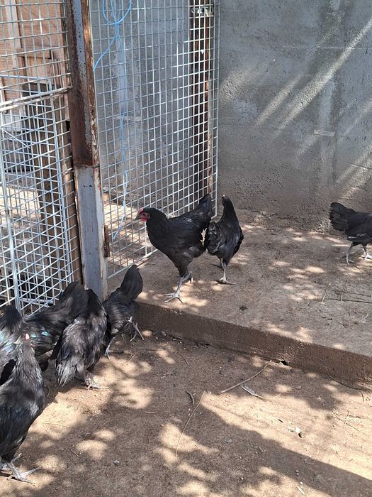 Vand pui  australop varsta 12 saptamani 70 lei bucata