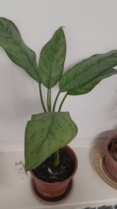 Комнатные цветы разные