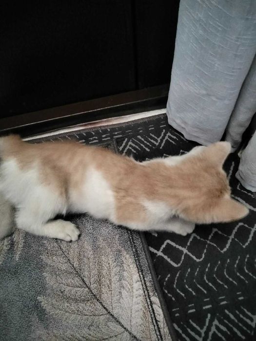 Котята в добрые руки (оба мальчики) крысоловы