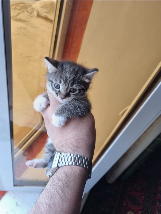 Котята, отдам в хорошие руки. Бесплатно.
