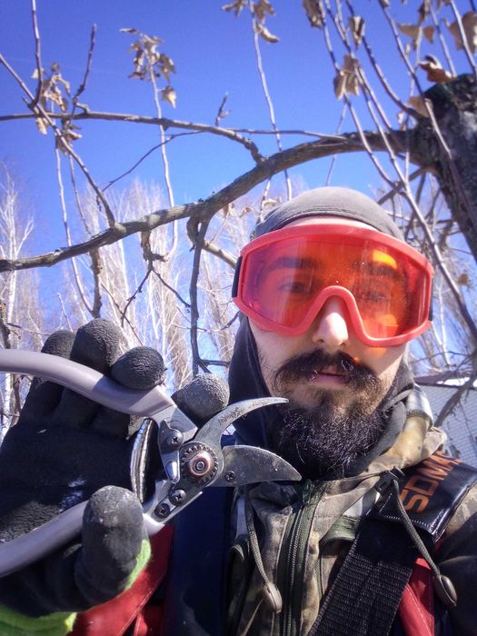 Обрезка плодовых деревьев. Спил деревьев