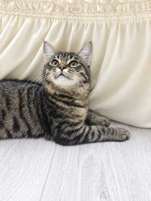 Котенок мальчик ( 3,5-4,5 месяца)