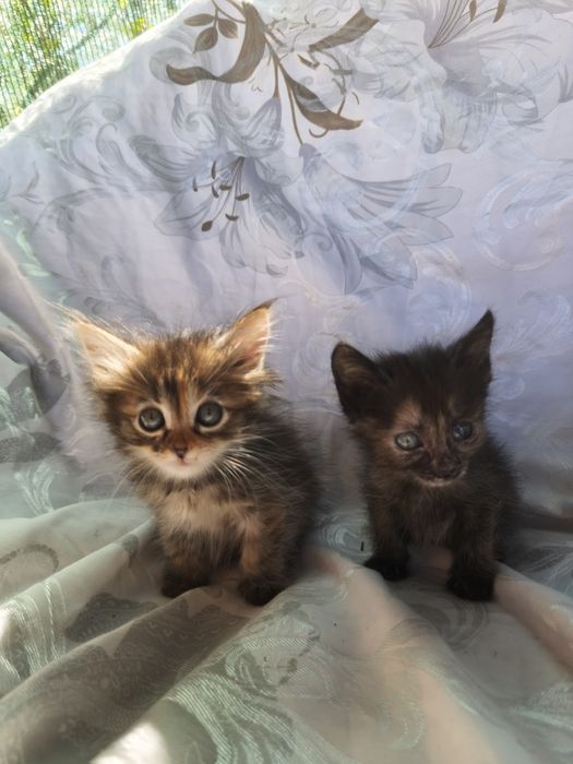 Отдам котят  в хорошие руки