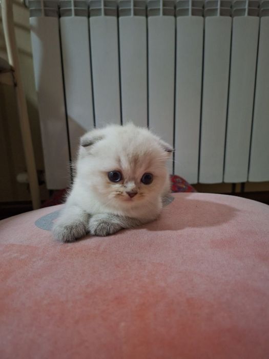 Шиншилла поин девочка