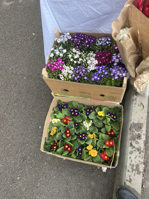 Примула-Цинерария