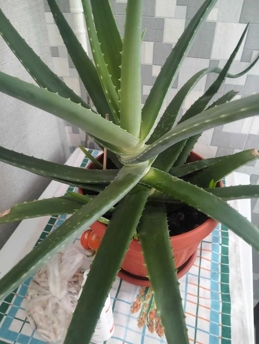 Продам 5 летний алоэ