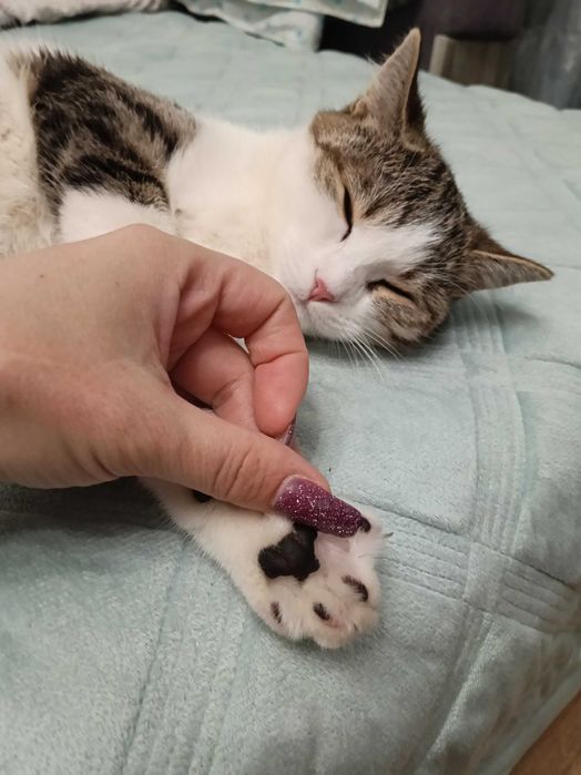 Отдам даром кошечку