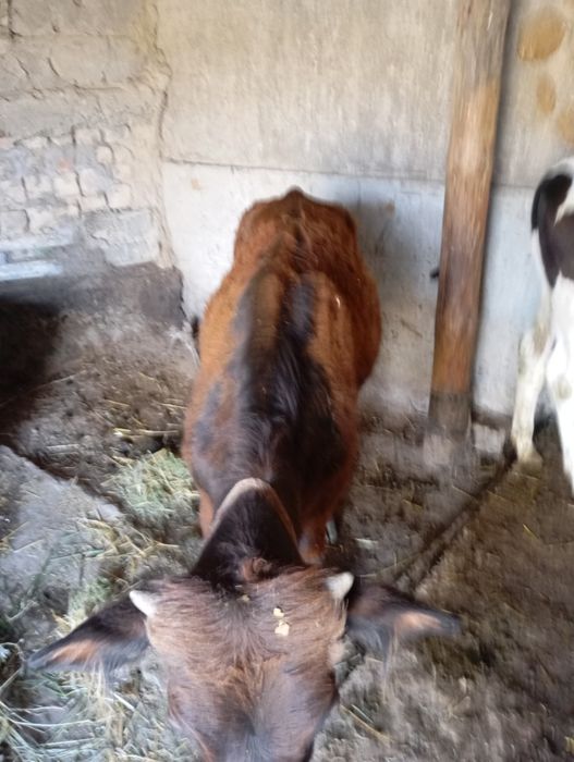 Mol ona bola shivet