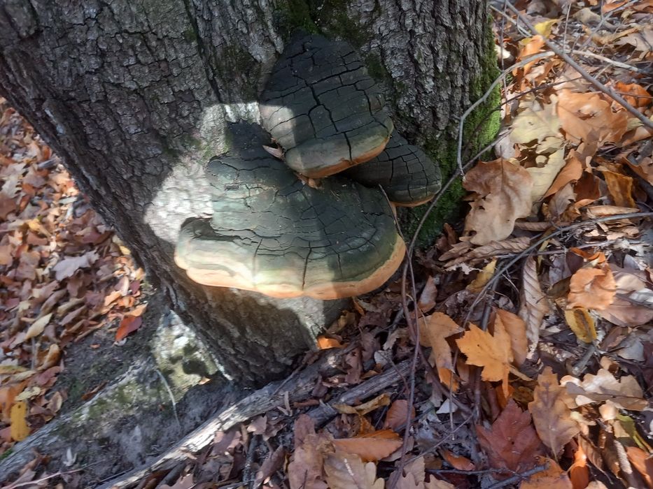 Ciuperca medicinala fomitopsis pinicola