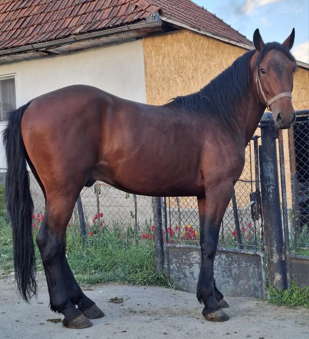 De vânzare 2 caii