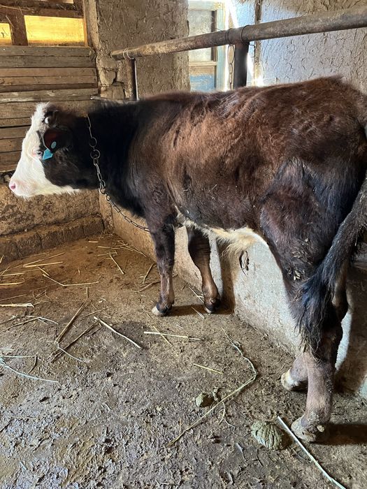 Бука сотилади сментал гибрит соглом