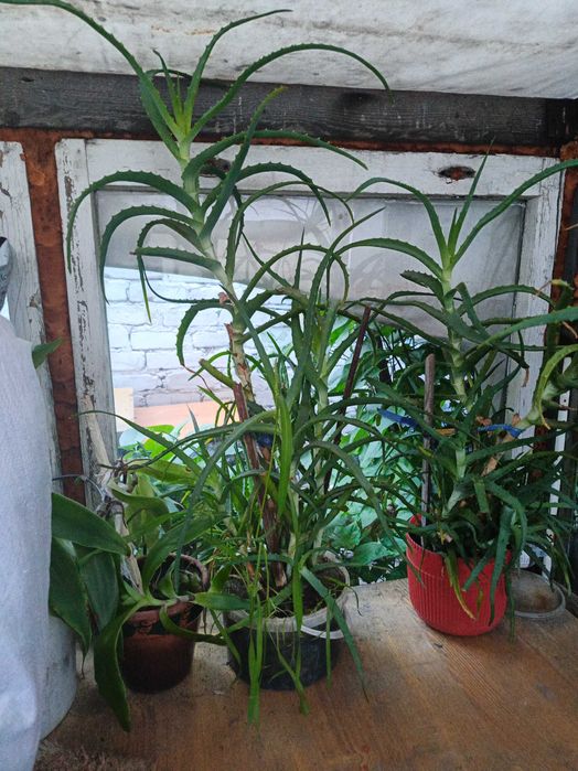 Алое вера лечебная