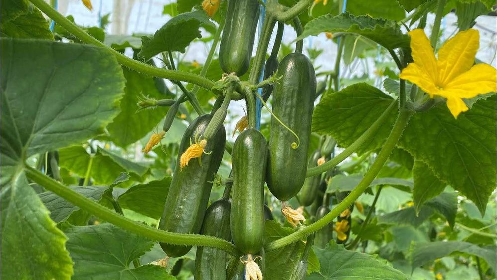 Yoshlik sifatli mazzali bodringlari